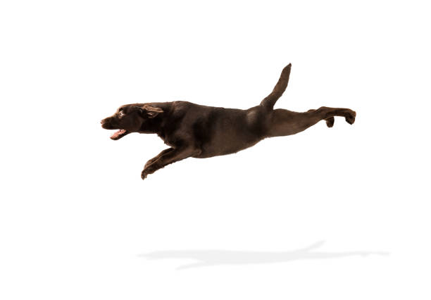 istock The brown, chocolate labrador retriever playing on white studio background 1303685961
