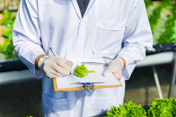 istock Scientists test the solution, Chemical inspection, Check freshness  at organic, hydroponic farm. 1303687188