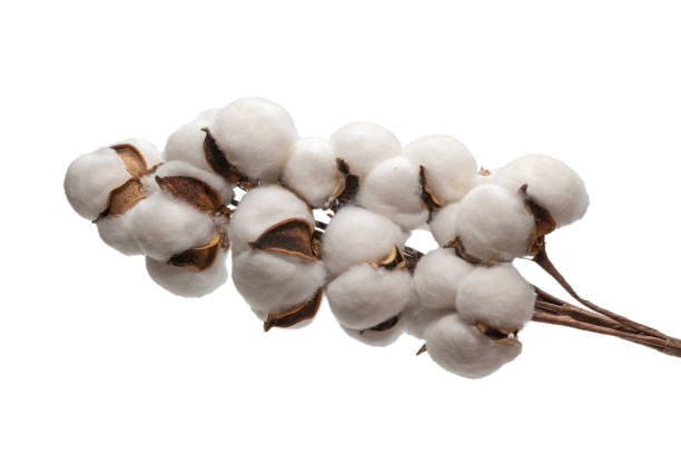 istock Cotton flower branch isolated on white background. 1303687587