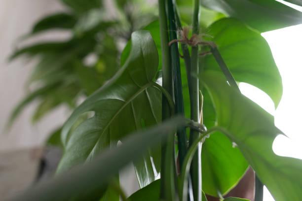 istock Green plant monstera on white background. 1303688141