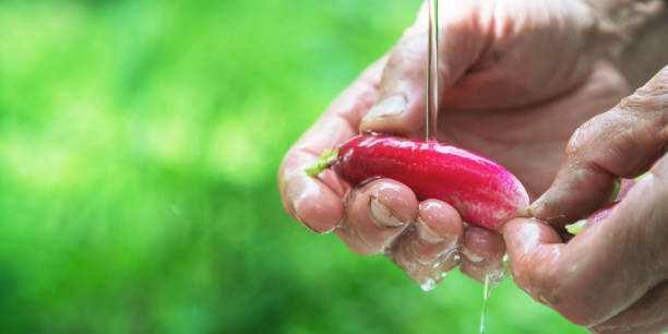 Photo of wrinkled hands wash red radish under running water closeup