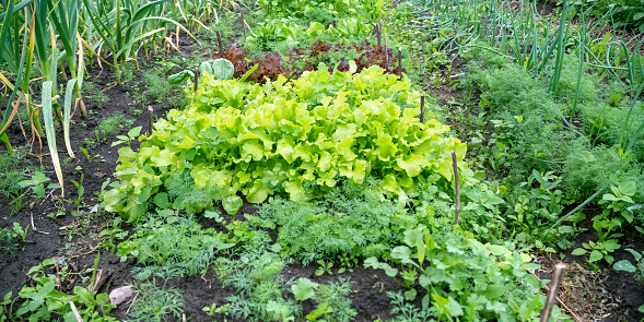 different greenery plants grow on vegetable garden beds at country house under bright sunlight on summer day
