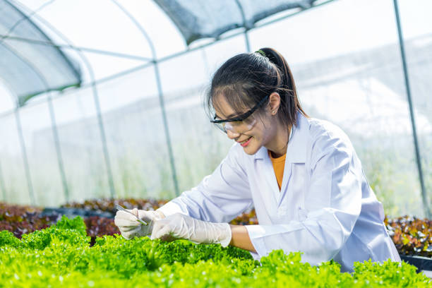 istock Scientists test the solution, Chemical inspection, Check freshness  at organic, hydroponic farm. 1303688430