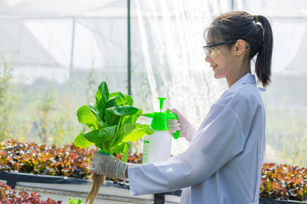 istock Scientists test the solution, Chemical inspection, Check freshness  at organic, hydroponic farm. 1303688730