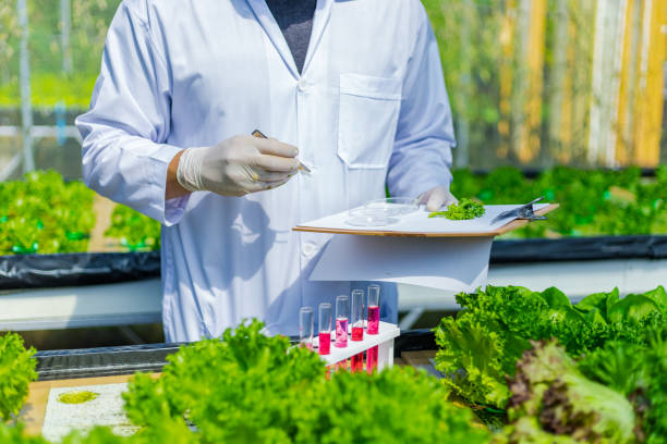 istock Scientists test the solution, Chemical inspection, Check freshness  at organic, hydroponic farm. 1303688744