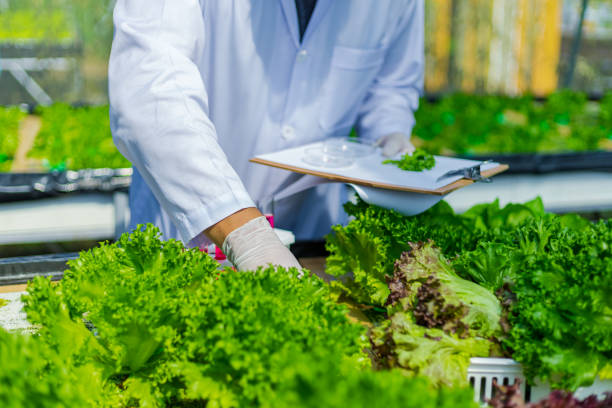 istock Scientists test the solution, Chemical inspection, Check freshness  at organic, hydroponic farm. 1303688777