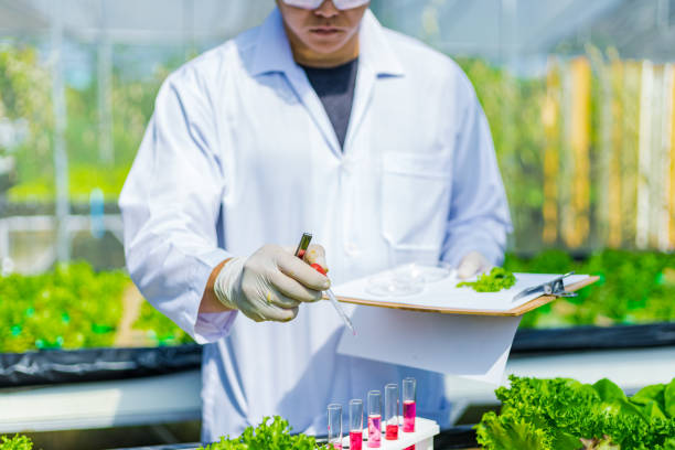 istock Scientists test the solution, Chemical inspection, Check freshness  at organic, hydroponic farm. 1303688804
