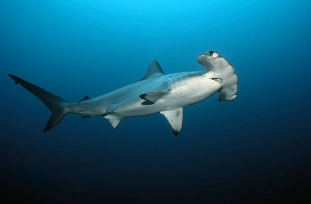 istock One hammerhead in the blue 1303688815