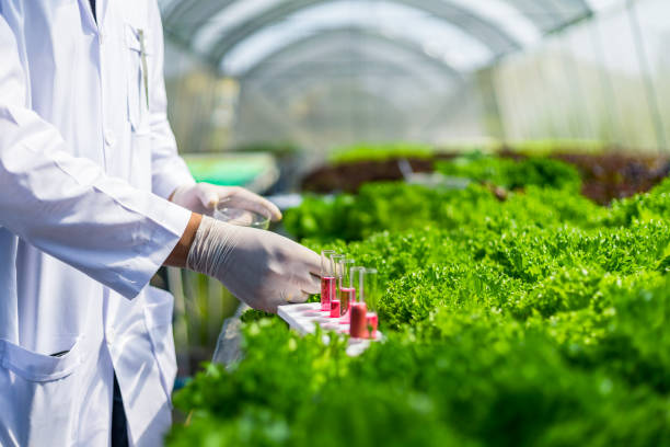 istock Scientists test the solution, Chemical inspection, Check freshness  at organic, hydroponic farm. 1303688852