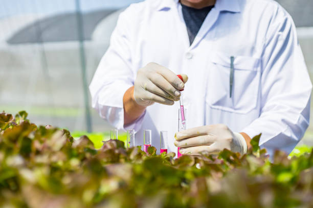 istock Scientists test the solution, Chemical inspection, Check freshness  at organic, hydroponic farm. 1303688926