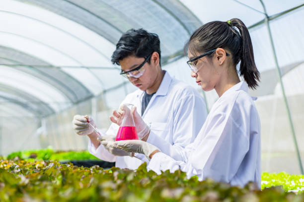 istock Scientists test the solution, Chemical inspection, Check freshness  at organic, hydroponic farm. 1303688942