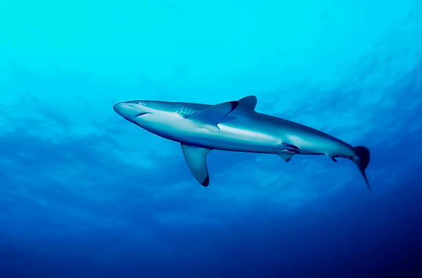 istock Carcharhinus longimanus (oceanica white tip shark with a diver 1303688969