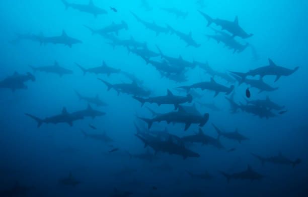 istock Big school of hammerheads 1303688976
