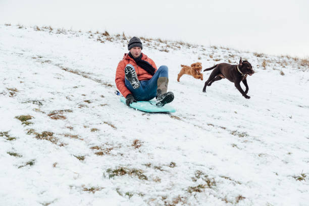 istock Mature Man Sledding With His Dogs 1303689005