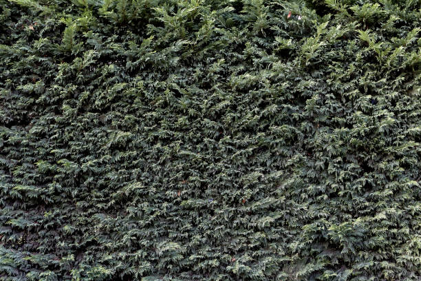 istock Faded texture of plant wall or hedge. 1303689591