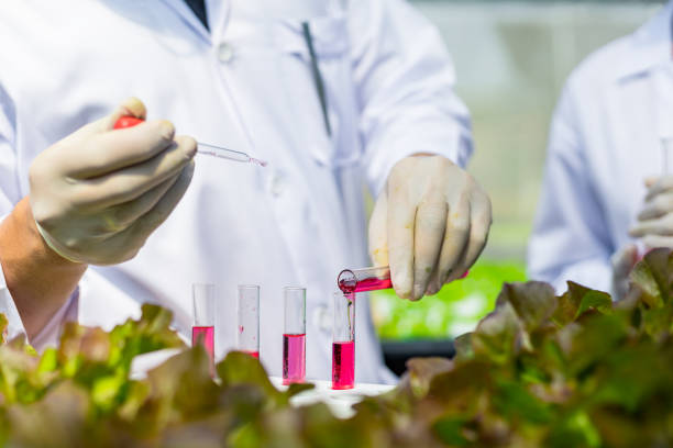 istock Scientists test the solution, Chemical inspection, Check freshness  at organic, hydroponic farm. 1303689662