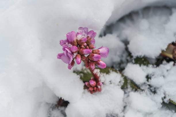 istock Pink flower in the snow 1303689765
