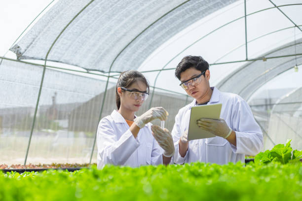 istock Scientists test the solution, Chemical inspection, Check freshness  at organic, hydroponic farm. 1303689816