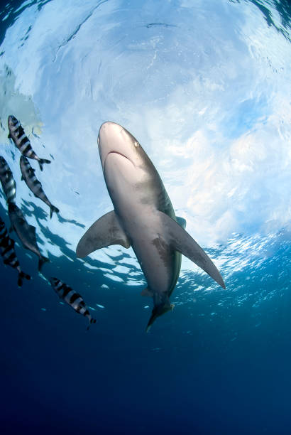 istock View from bellow of a longimanus 1303689869