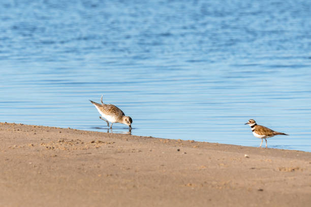 schwarzbauchregenpfeifer und killdevögel am strand. guadalupe-nipomo dunes national wildlife reserve, kalifornien - charadrius stock-fotos und bilder