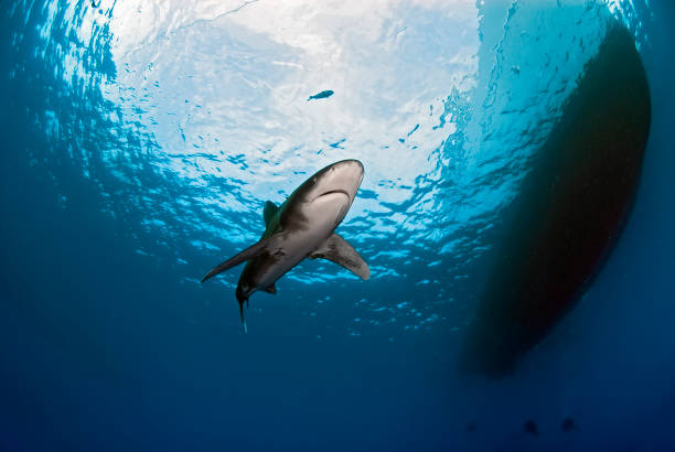 istock Oceanic white tip shark close to a boat 1303690277