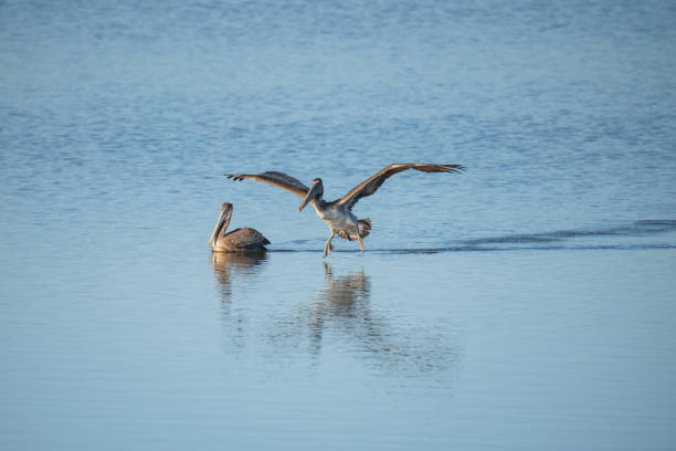 istock Pelicans floating on water, California Central Coast 1303690317