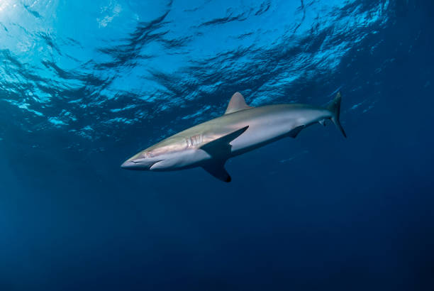istock Silky shark in the blue close to the surface 1303690368