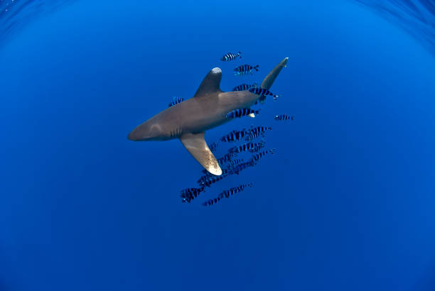 Oceanic white tip shark with snorkellers Oceanic white tip shark or longimanus swimming in the blue, with a school of pilot fishes. Lot of negative space for designs. pilot fish stock pictures, royalty-free photos & images