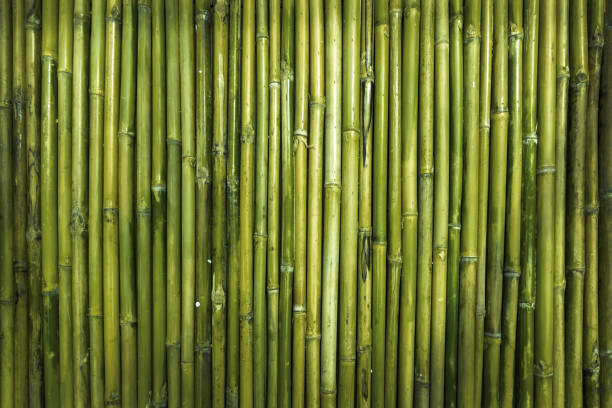 istock green bamboo wood texture for defence garden wall 1303690566