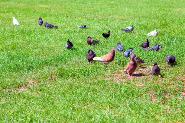 istock Birds on the green grass 1303690624