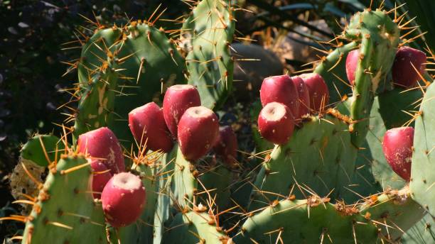 istock Blooming prickly pear cactus with red flowers 1303691295
