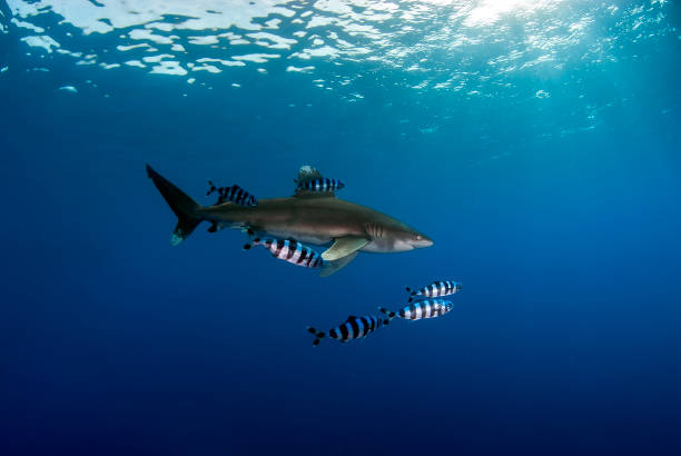 Oceanic white tip shark (Carcharinus longimanus) with pilot fishes Longimanus swimming close to the surface with a small school of pilot fishes. Plenty of blue space for designs. pilot fish stock pictures, royalty-free photos & images