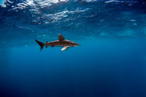 istock Oceanic white tip shark with snorkellers 1303691662