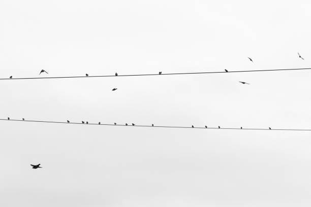 istock Bird’s silhouette in black and white 1303691679
