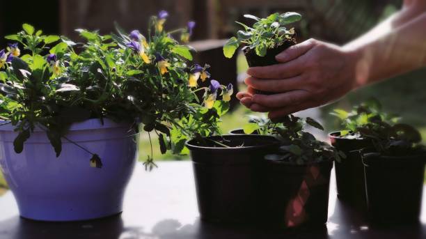 istock Woman gardening 1303691989