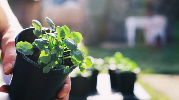 istock Woman gardening 1303692603