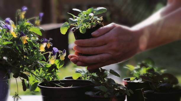 istock Woman gardening 1303692696