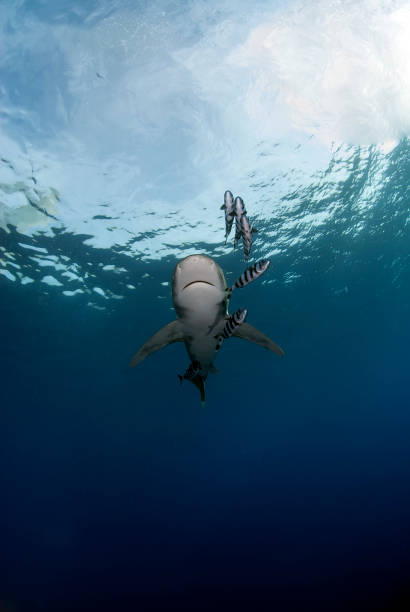 istock Oceanic white tip shark (Carcharinus longimanus) in vertical shot 1303692817