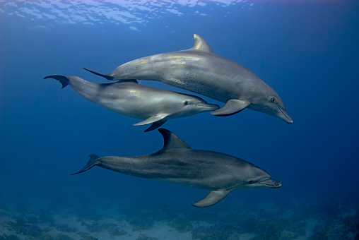 Group of 3 dolphins (tursiops aduncus) swimming in the open sea