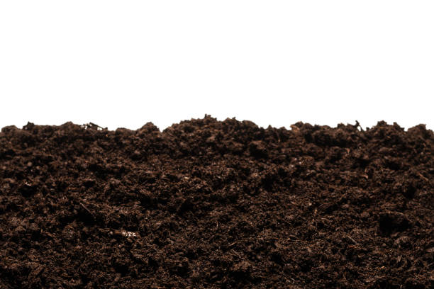 istock Black land for plant. 1303693004