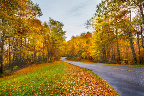 istock Country road in autumn forest. 1303693118
