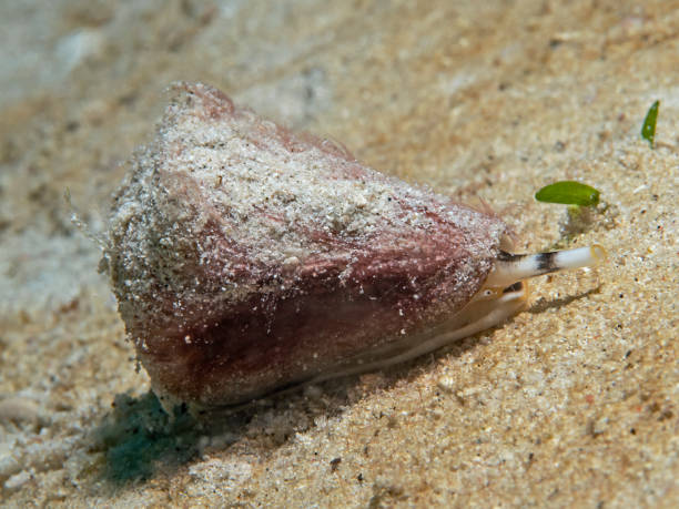 모래에 콘 달팽이, 케겔슈네케 auf 샌드플레쉬 - celebes sea 뉴스 사진 이미지