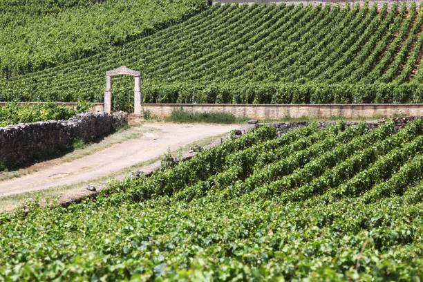 paisaje con viñedos de chassagne montrachet en borgoña, francia - cote dor fotografías e imágenes de stock