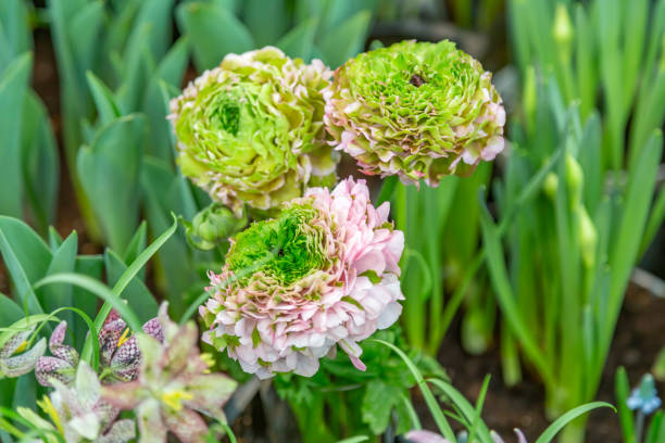 istock Bright flower blooming in a city park 1303696906
