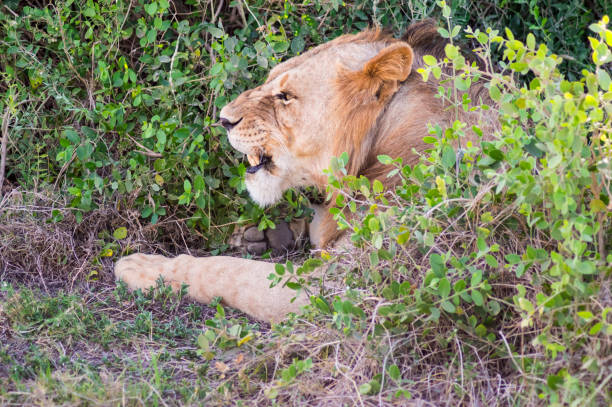 istock Close up of a lion head making 1303697288