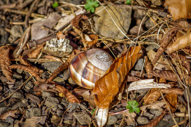 Land snail on the ground and autumn leaf, close-up photo of a snail