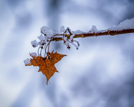 Frozen dry tree leaf and a backdrop, close-up photo of frozen autumn leaf