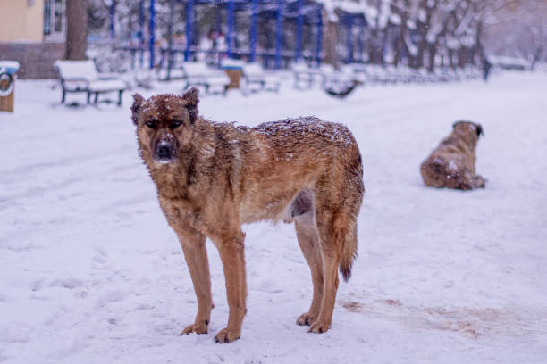 istock snowy street view and dog 1303698359