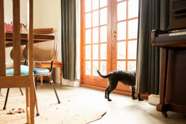 Dog wants to go out Shot of a pet dog standing by the door and looking outside looking out front door stock pictures, royalty-free photos & images