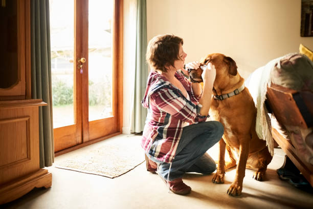 istock Woman cleaning dog eyes 1303698464